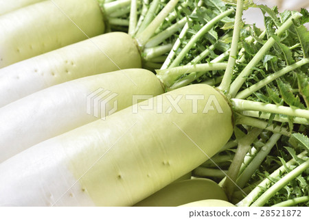 Japanese radish 28521872