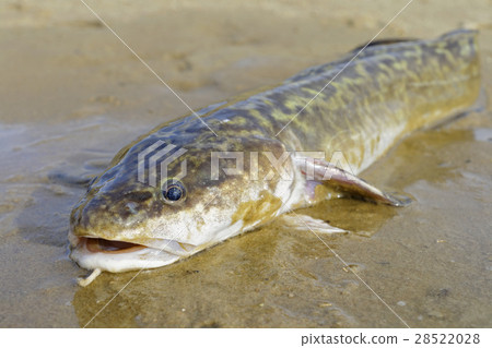 Burbot Burbot 28522028