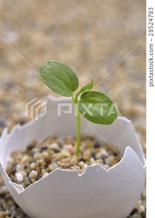 Egg sand growth Egg sand growth 28524783