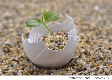 Egg sand growth Egg sand growth 28524784