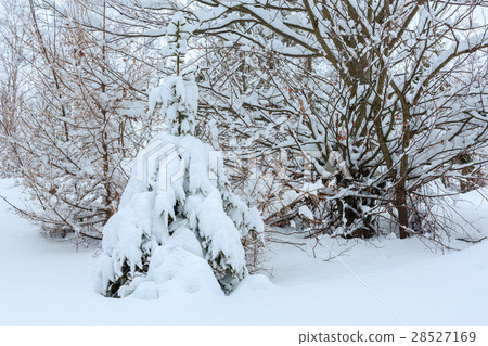 Winter Carpathian Mountains landscape. 28527169