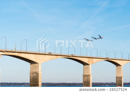 Flying swans by the bridge Flying swans by the bridge 28527524