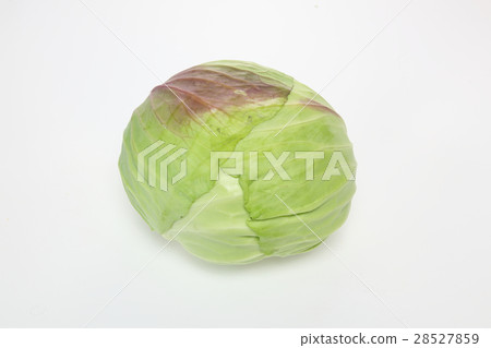 cabbage cabbage 28527859