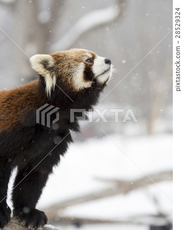 查看在雪中的小熊貓（垂直構圖） 28529324