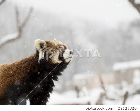 Lesser panda staring at something (horizontal composition) 28529326