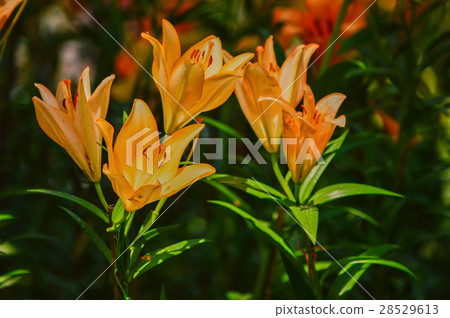 Orange Lily Orange Lily 28529613