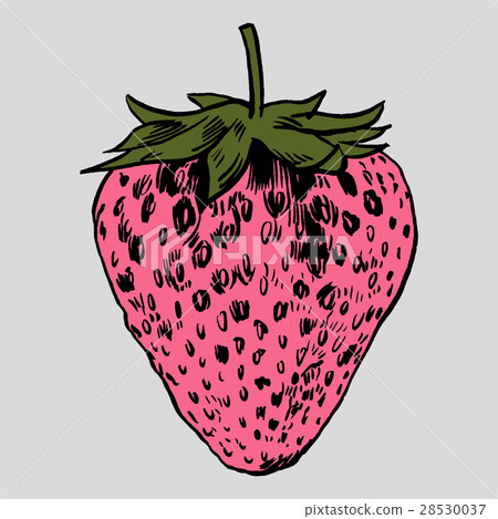 Strawberry vector illustration. Strawberry vector illustration. 28530037