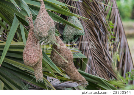 Baya Weaver Bird's Nest Baya Weaver Bird's Nest 28530544