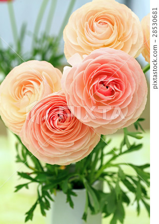 Ranan Cyrus 15 28530681