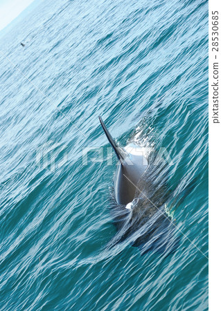 A orca swimming in Shiretoko's ocean 28530685