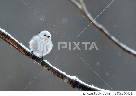 下雪天 下雪天 28530791