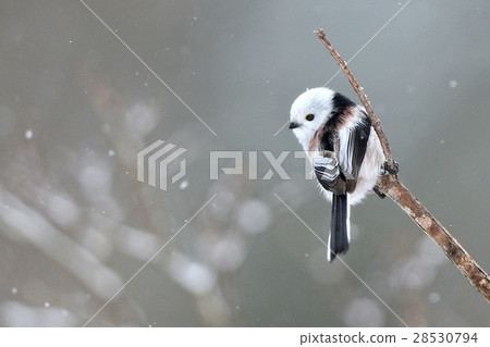 下雪天 下雪天 28530794