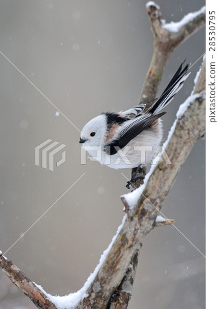 下雪天 下雪天 28530795