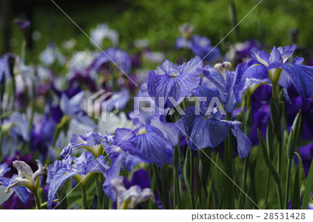 Senzoragi公園，虹膜盛開 28531428