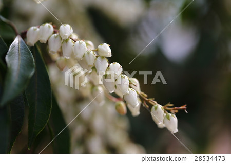 Acebi flower 28534473