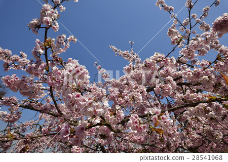Hiragoro Horaji櫻花樹 Hiragoro Horaji櫻花樹 28541968