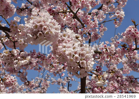 Hiragoro Horaji櫻花樹 Hiragoro Horaji櫻花樹 28541969