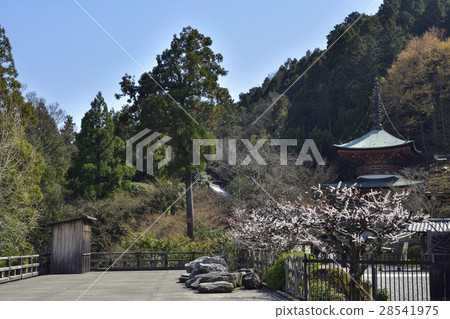 Hakuzo Furu Temple白梅 Hakuzo Furu Temple白梅 28541975