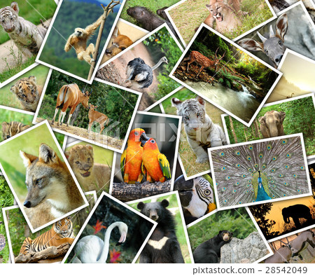 Pictures of animals pile on the table 28542049