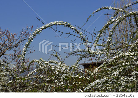 Hakuzo Furuji Temple Yukiyanagi Hakuzo Furuji Temple Yukiyanagi 28542102