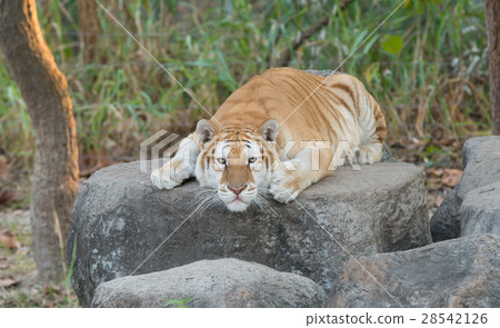 golden tabby tiger 28542126