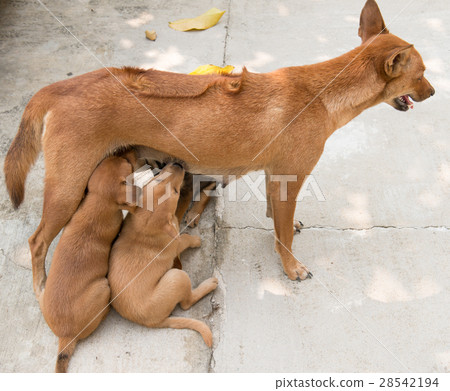 puppies sucking milk from mother breast 28542194