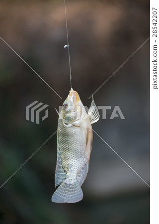 Nile tilapia fish hanging on hook 28542207