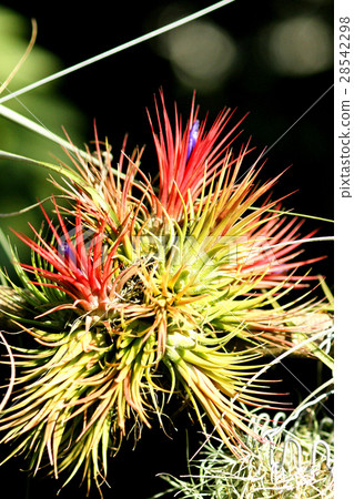 空氣鳳梨 空氣鳳梨 28542298