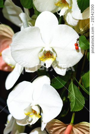 蘭花 蘭花 28542300