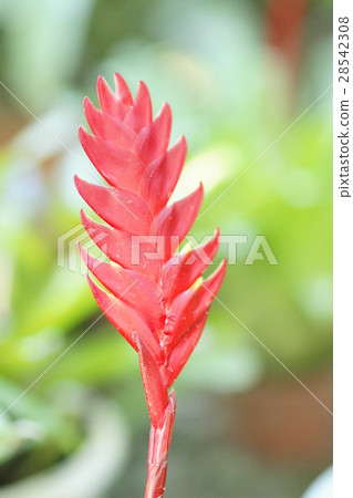 紅蝦花 28542308