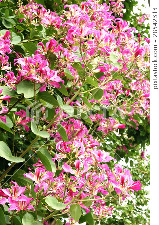 艷紫荊 28542313