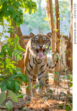 indochinese tiger facial expression indochinese tiger facial expression 28542319
