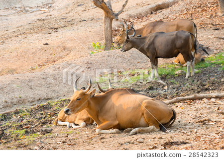 banteng (Bos javanicus) 28542323