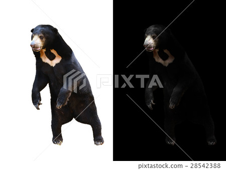 fresh spring green grass isolated 28542388