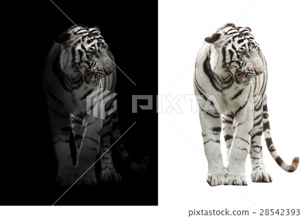 fresh spring green grass isolated 28542393