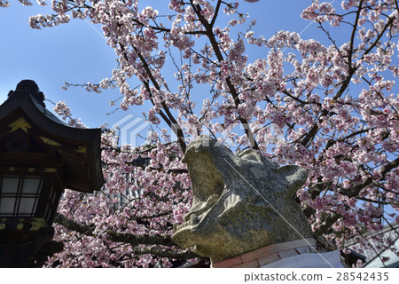 Hiragoro Horaji櫻花樹 28542435