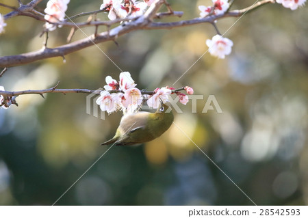 梅花和梅佐14 28542593