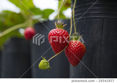 Strawberry farm Strawberry farm 28542857