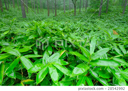 原始森林（14） 28542992