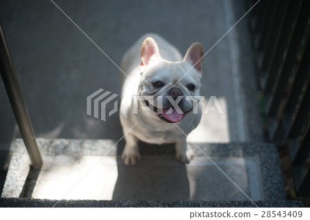 法國鬥牛犬 法國鬥牛犬 28543409