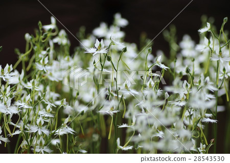 Sesame Sagisou Soup grass Sagi-grass 28543530