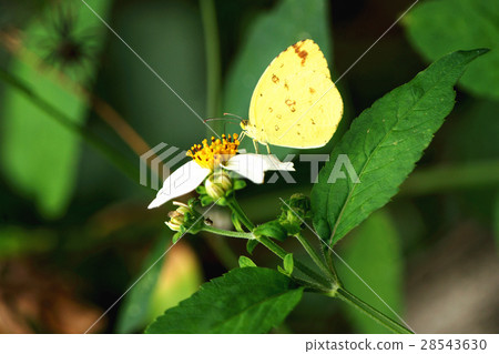 Island yellow butterfly Island yellow butterfly 28543630