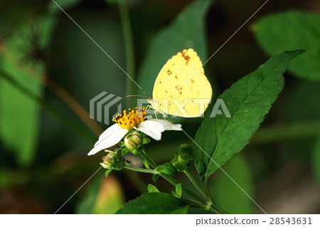 Island yellow butterfly 28543631