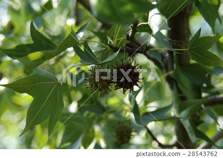 Momigiba水牛的果子 Momigiba水牛的果子 28543762