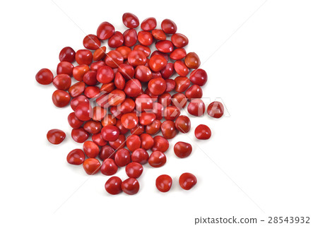 相思豆 種子 相思樹 28543932