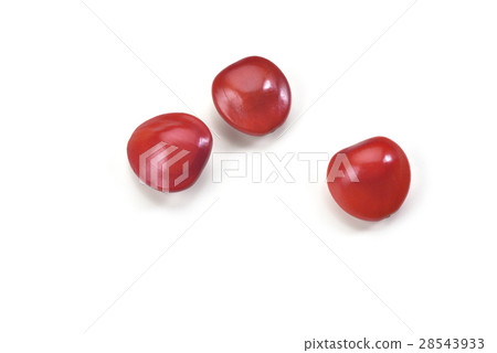 Acacia Bean Seed Acacia 28543933