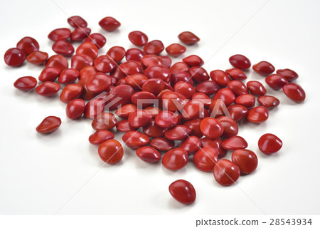 Acacia Bean Seed Acacia 28543934