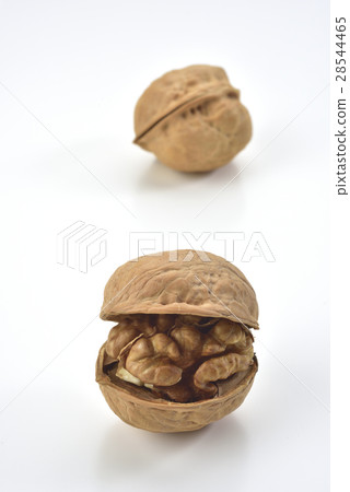 核桃 種子 核桃 種子 28544465