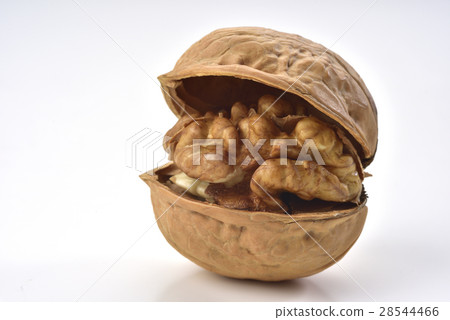 核桃 種子 28544466