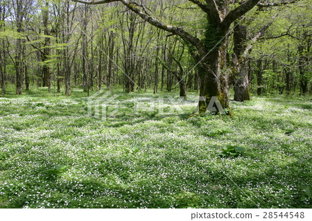 [長野]上高地Nirinso社區 28544548